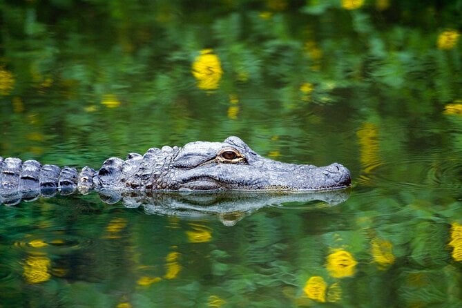 5 Best Boat Tours And Cruises In Everglades National Park