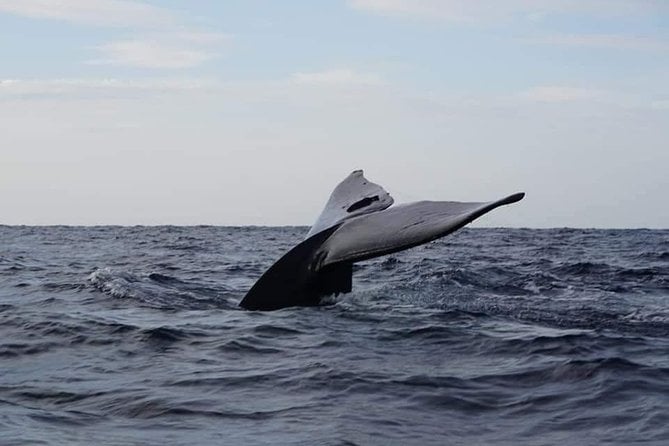 Sri Lanka Trincomalee Whale and Dolphin Watching Cruise