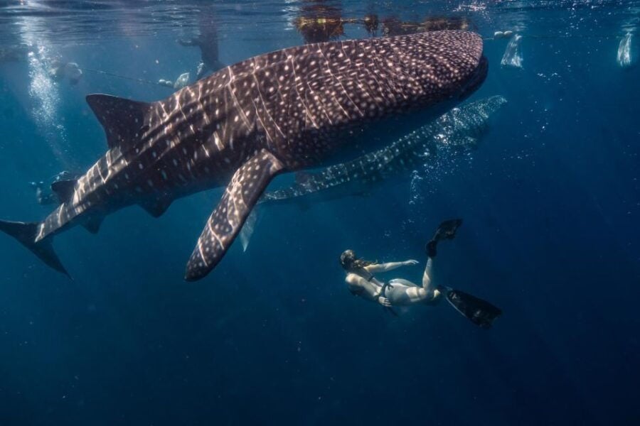 5 Best Whale Watching Experiences In Indonesia