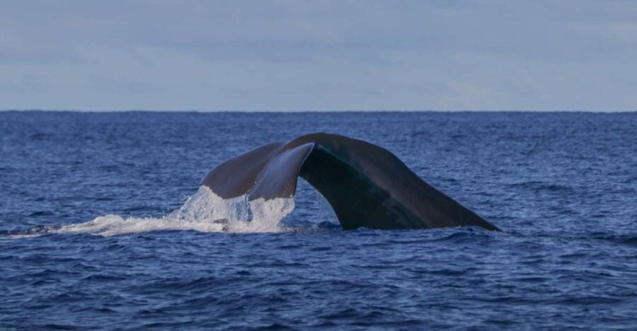 2 Best Dolphin Watching Tours In Angra Do Heroismo