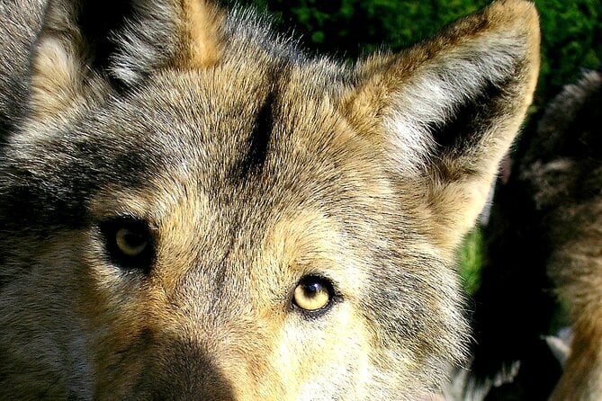 2 Best Guided Tours In Tsitsikamma National Park