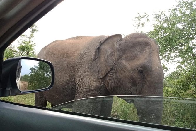 Udawalawa Safari Half Day Tours